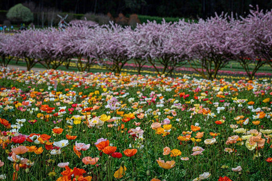 Iceland Poppies at Tesselaar: How a Beautiful Plan B Saved a Record-Warm Winter