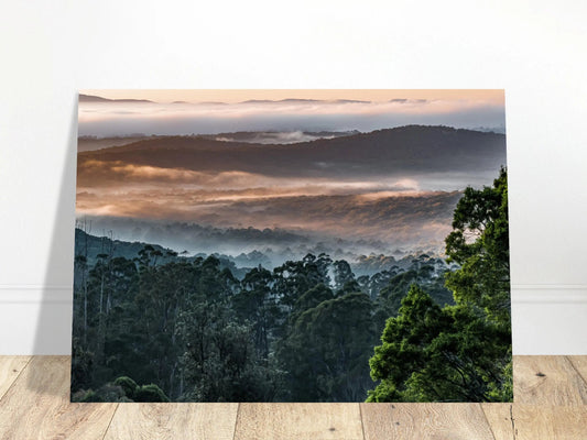 Misty mountain ash trees in morning fog at Kalorama, Dandenong Ranges — landscape nature photography by Istvan Maar