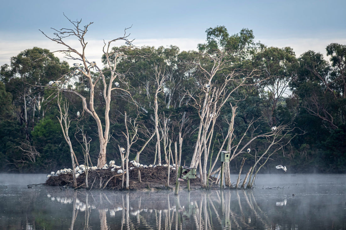 Paste in: Sacred Ibis on island with reflection on still water at Jells Park, Wheelers Hill — wildlife nature photography by Istvan Maar