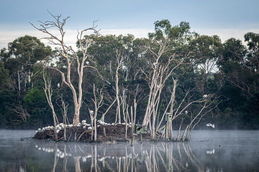 Paste in: Sacred Ibis on island with reflection on still water at Jells Park, Wheelers Hill — wildlife nature photography by Istvan Maar
