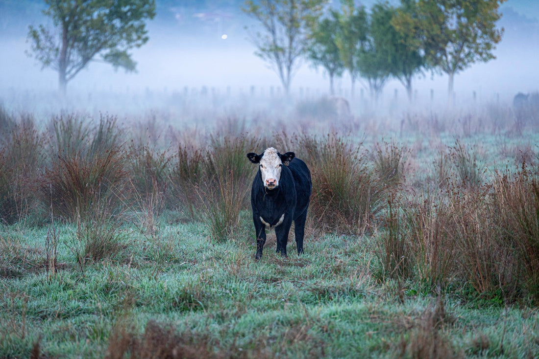 Yarra Valley: Foggy Mornings, Hidden Valleys & Everything That Makes It Magic