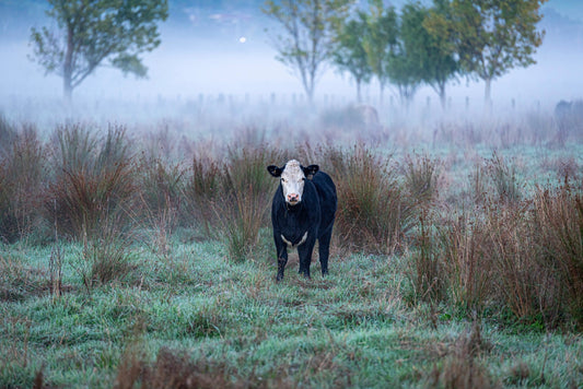 Yarra Valley: Foggy Mornings, Hidden Valleys & Everything That Makes It Magic