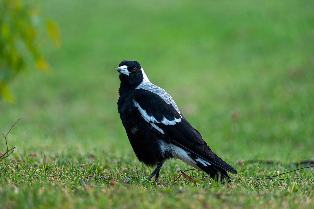 Australian magpie standing on green grass – Australian bird photography by Istvan Maar