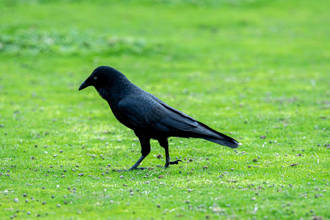Australian raven with its pale eye walking across grass, photographed for Istvan Maar Photography's bird calendar series