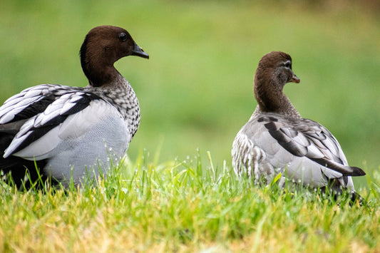 Pair of Australian wood ducks, male and female, sitting in the grass at Jells Park, Wheelers Hill