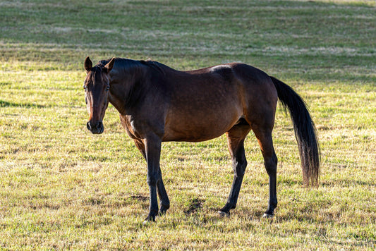 Bay horse standing in a sunlit Australian paddock, photographed for Istvan Maar Photography's horse calendar collection