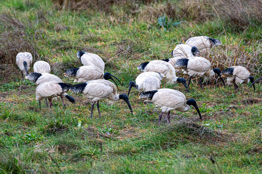Australian white ibis, also known as the bin chicken – Australian bird photography by Istvan Maar