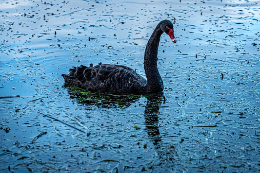 Black swan with a bright red bill gliding across the lake at Jells Park, Wheelers Hill, Melbourne
