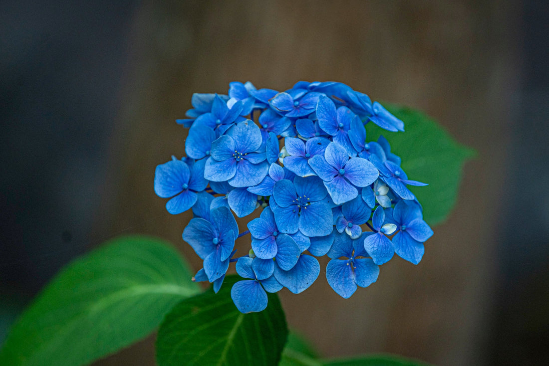 Close-up of a blue hydrangea flower cluster with green leaves