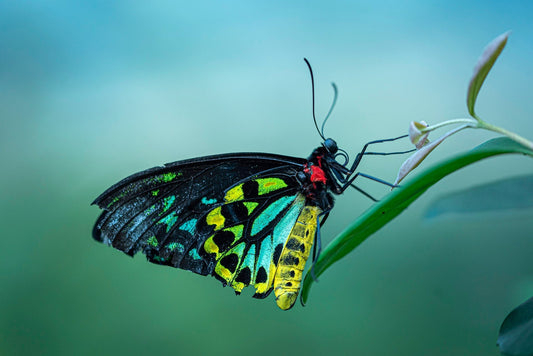 Cairns Birdwing butterfly with green, black and yellow wings resting on a leaf in the Butterfly House at Melbourne Zoo