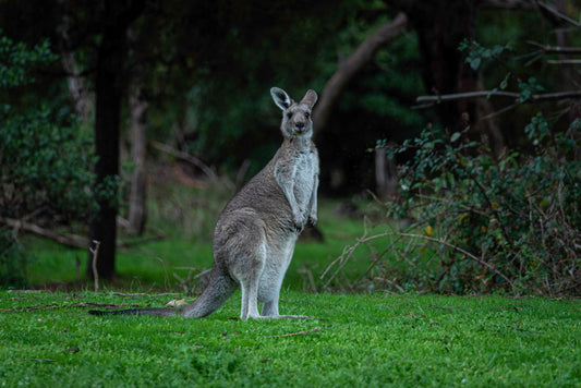 Eastern grey kangaroo standing upright on green grass at the edge of a forest, looking at the camera - World Kangaroo Day