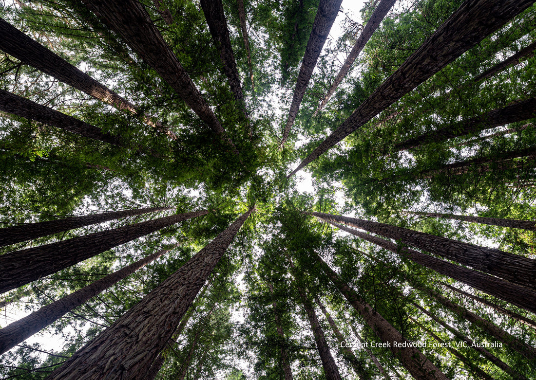 Redwood Forest near Warburton Victoria February 2026 wall calendar page — nature photography by Istvan Maar
