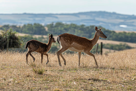 Fallow deer doe and fawn walking through dry grass with rolling hills behind at Great Ocean Road Wildlife Park