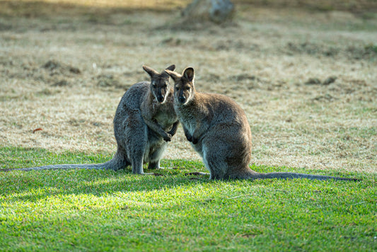 Two wallabies sitting close together on a green lawn at Great Ocean Road Wildlife Park, Victoria