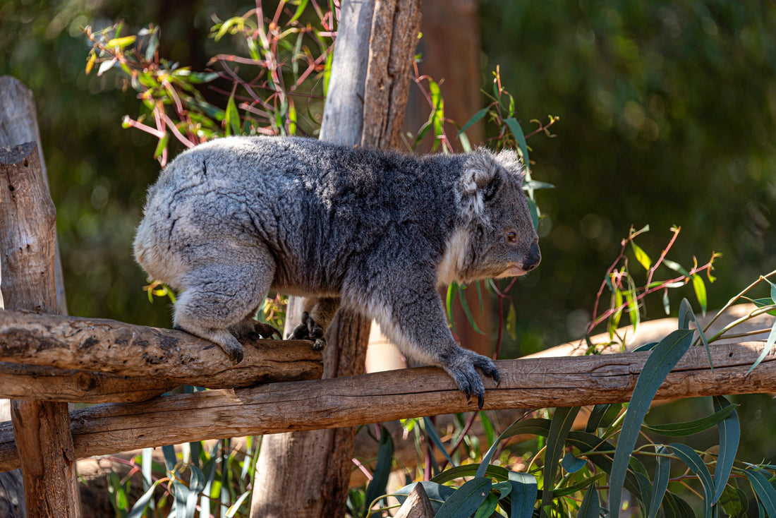 Koala walking along a wooden fence rail surrounded by eucalyptus leaves