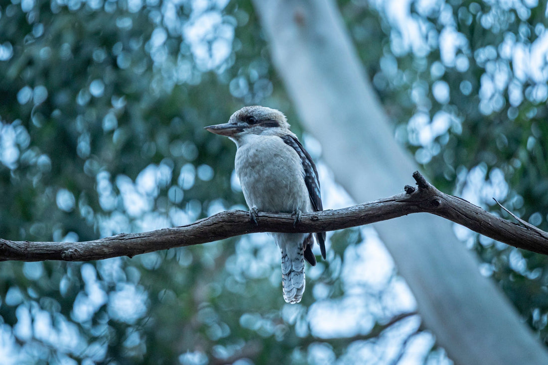 Laughing kookaburra perched on a eucalyptus branch, from Istvan Maar Photography's single-species Australian bird calendar