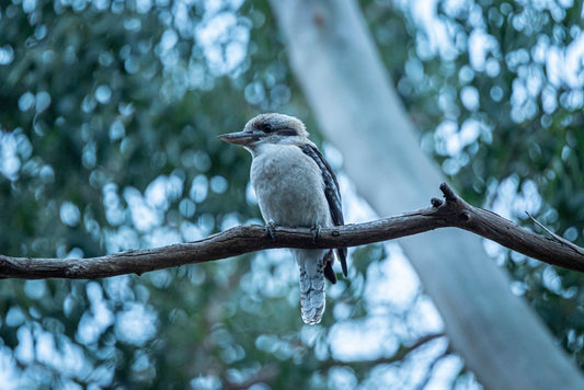 Laughing kookaburra perched on a eucalyptus branch, from Istvan Maar Photography's single-species Australian bird calendar