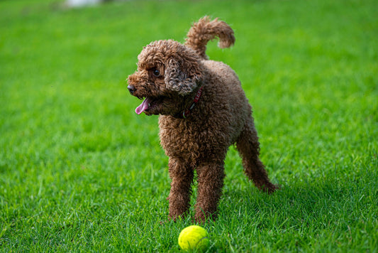Lexi the Cavoodle (Cavapoo), a curly brown family dog, playing with a tennis ball on green grass – dog photography by Istvan Maar