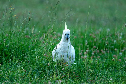 Sulphur-crested cockatoo standing in long grass, photographed for Istvan Maar Photography's Australian bird calendar