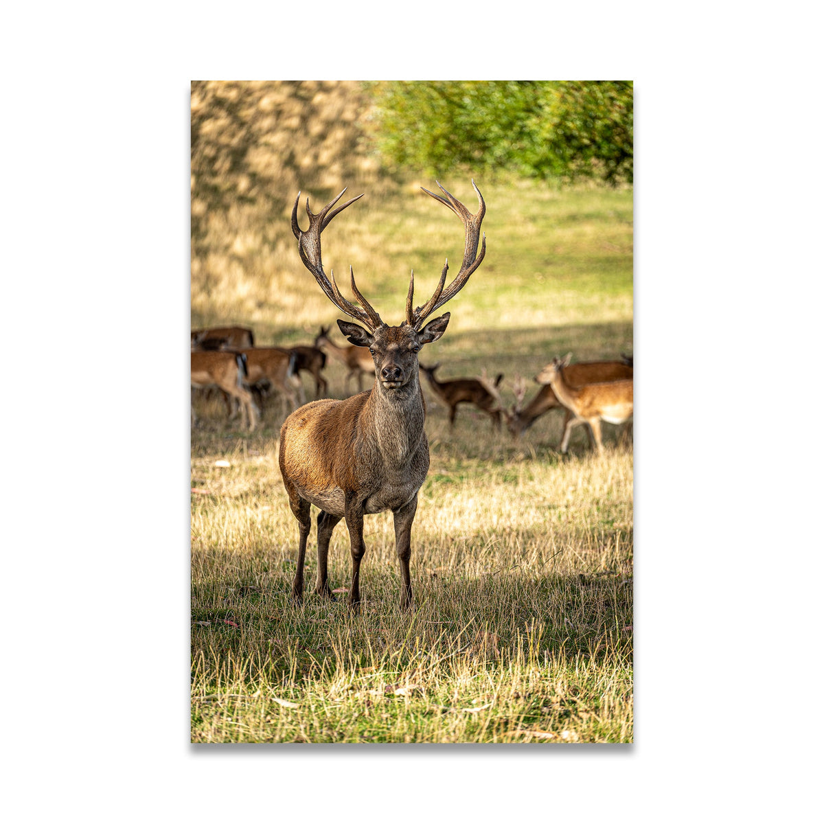 Deer wall art canvas print by Istvan Maar Photography