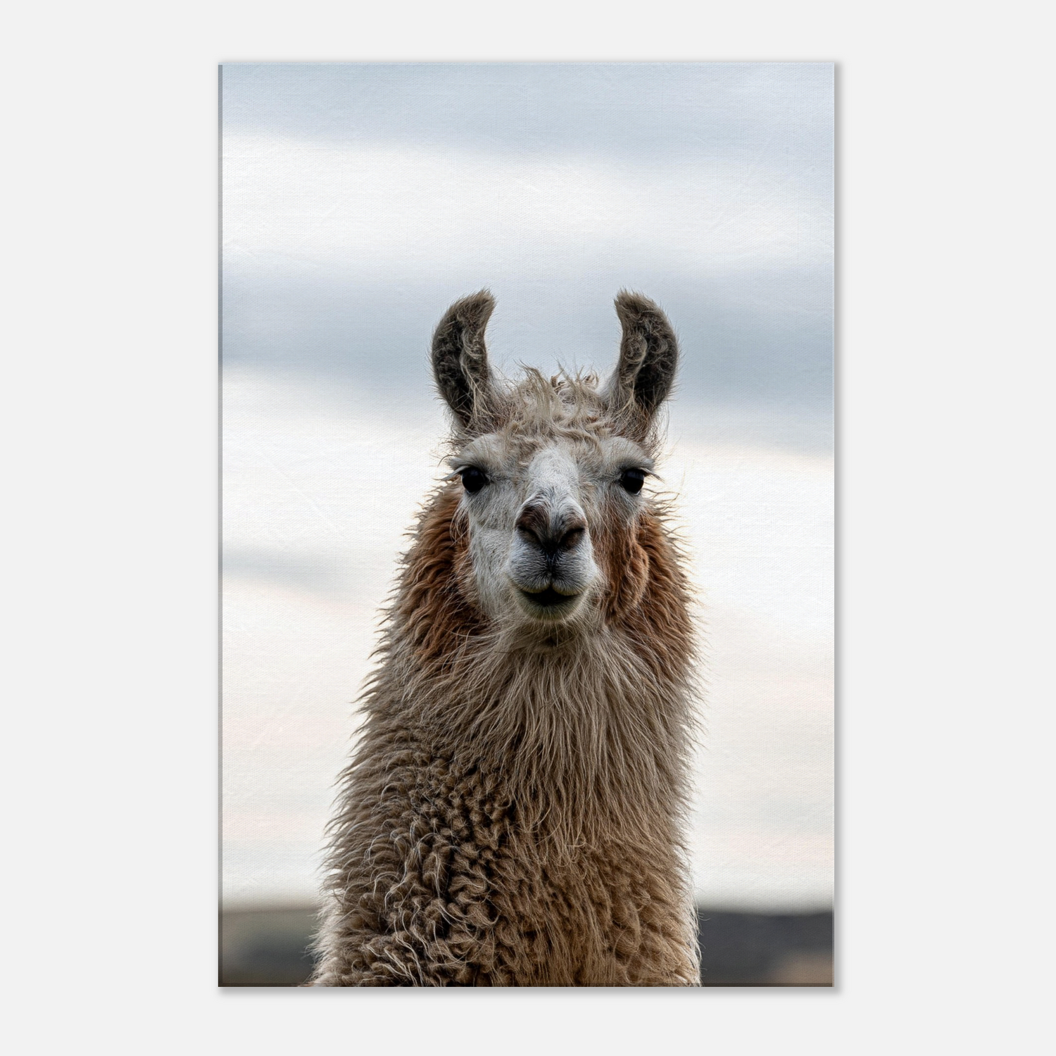 Llama canvas by Istvan Maar Photography