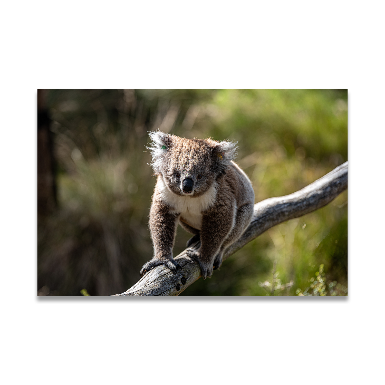 Wildlife print - koala on the tree - taken by Istvan Maar Photography