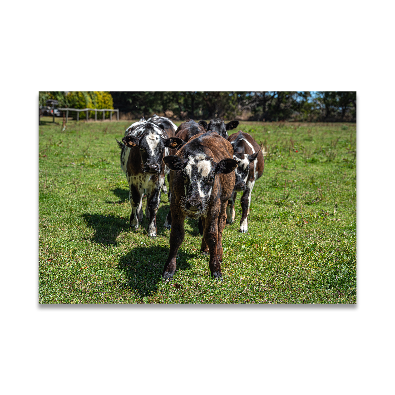 Farm animal print by Istvan Maar Photography - Horse photo