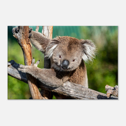 Cute Native Australian Animals Nursery Koala Canvas by Istvan Maar Photography - close-up