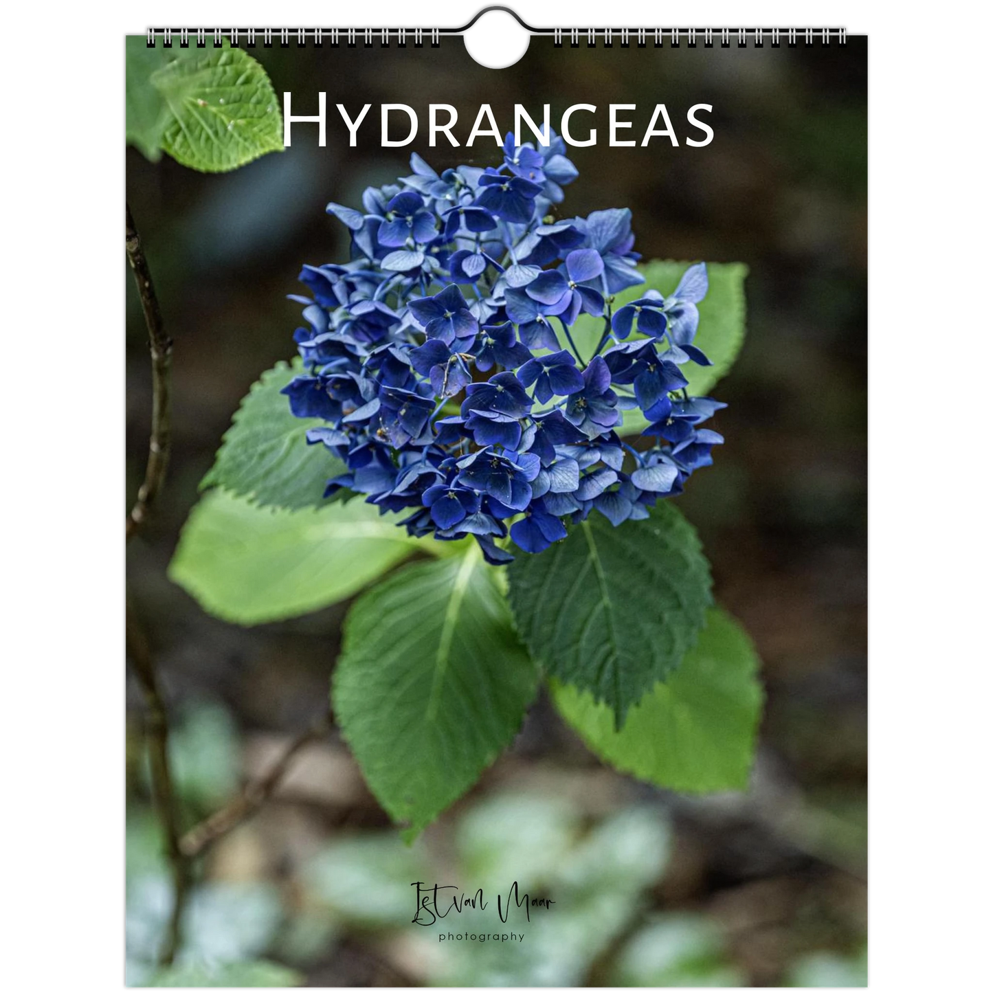 Hydrangeas Wall Calendar featuring colourful hydrangea flowers photographed in the Dandenong Ranges, Victoria by Istvan Maar. Sizes in A4, A3, LT and LG sizes.