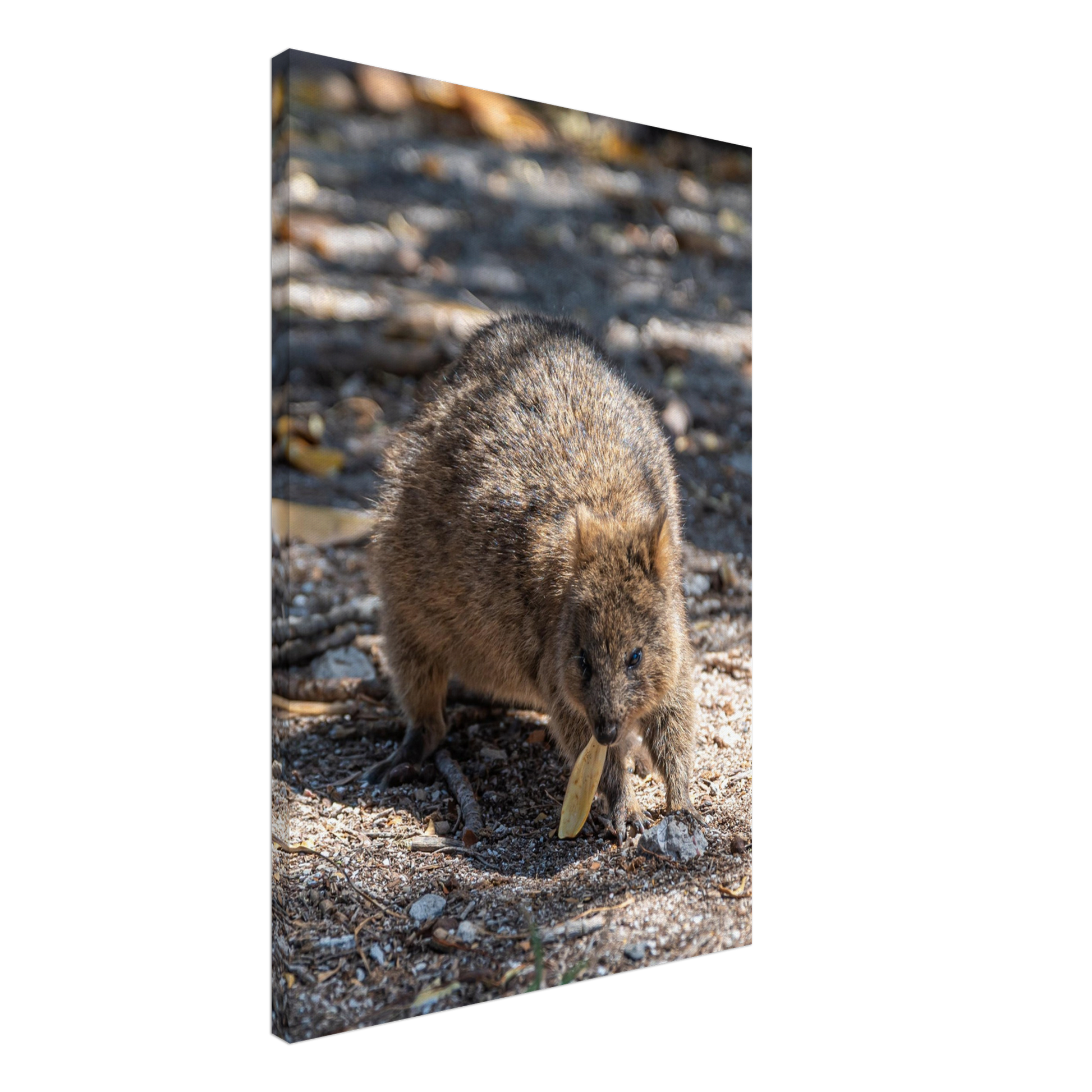 Cute Australian Animal Quokka Canvas by Istvan Maar Photography home décor