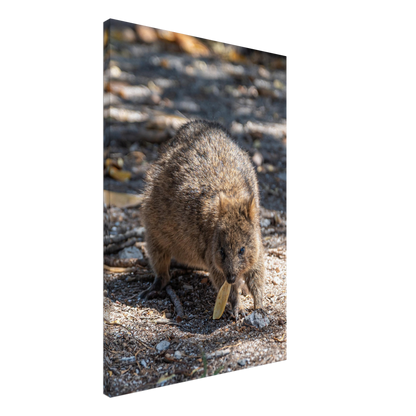 Cute Australian Animal Quokka Canvas by Istvan Maar Photography home décor