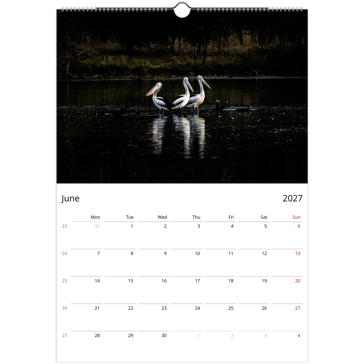 Group of pelicans resting in Jell Park, Victoria — Pelicans calendar photography
