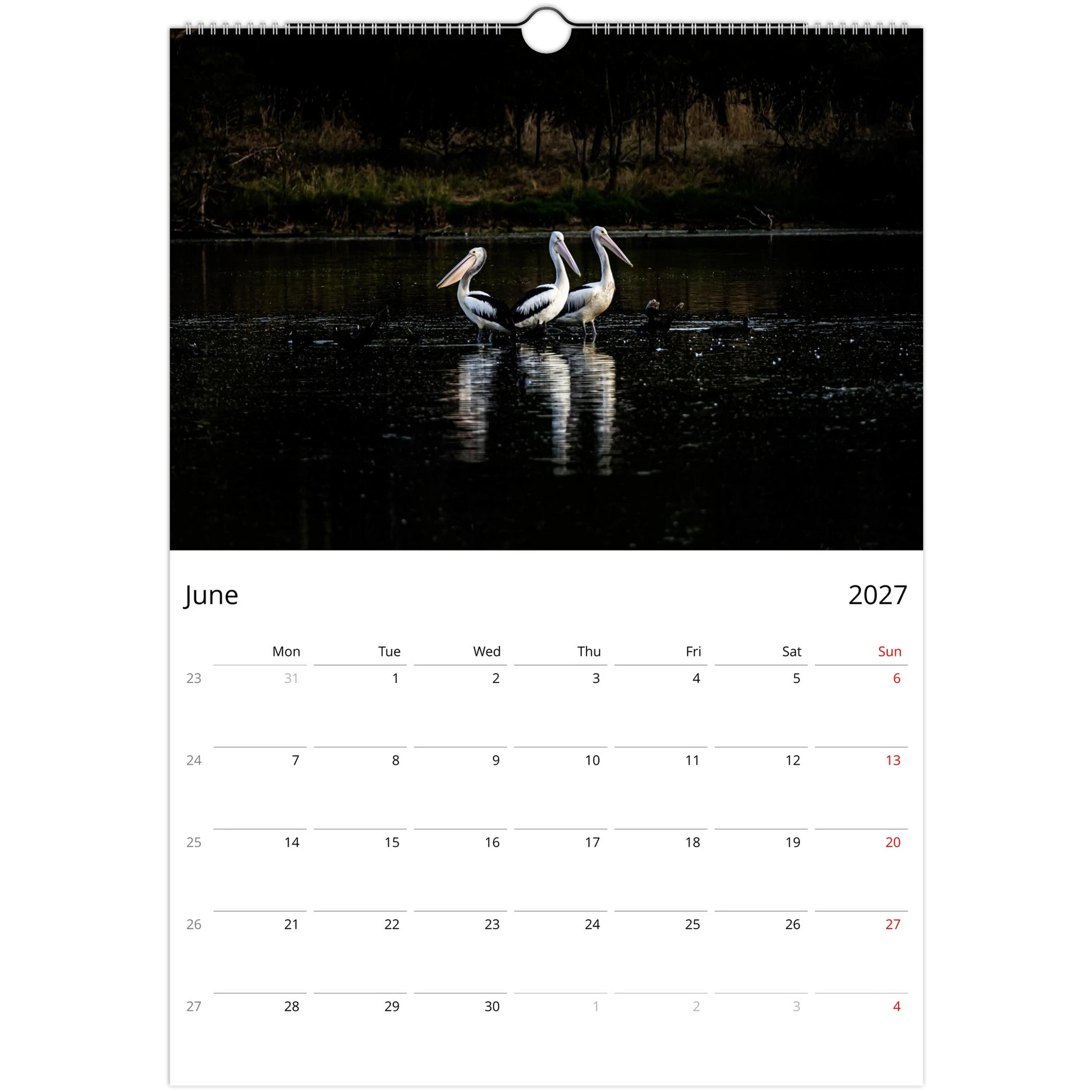 Group of pelicans resting in Jell Park, Victoria — Pelicans calendar photography