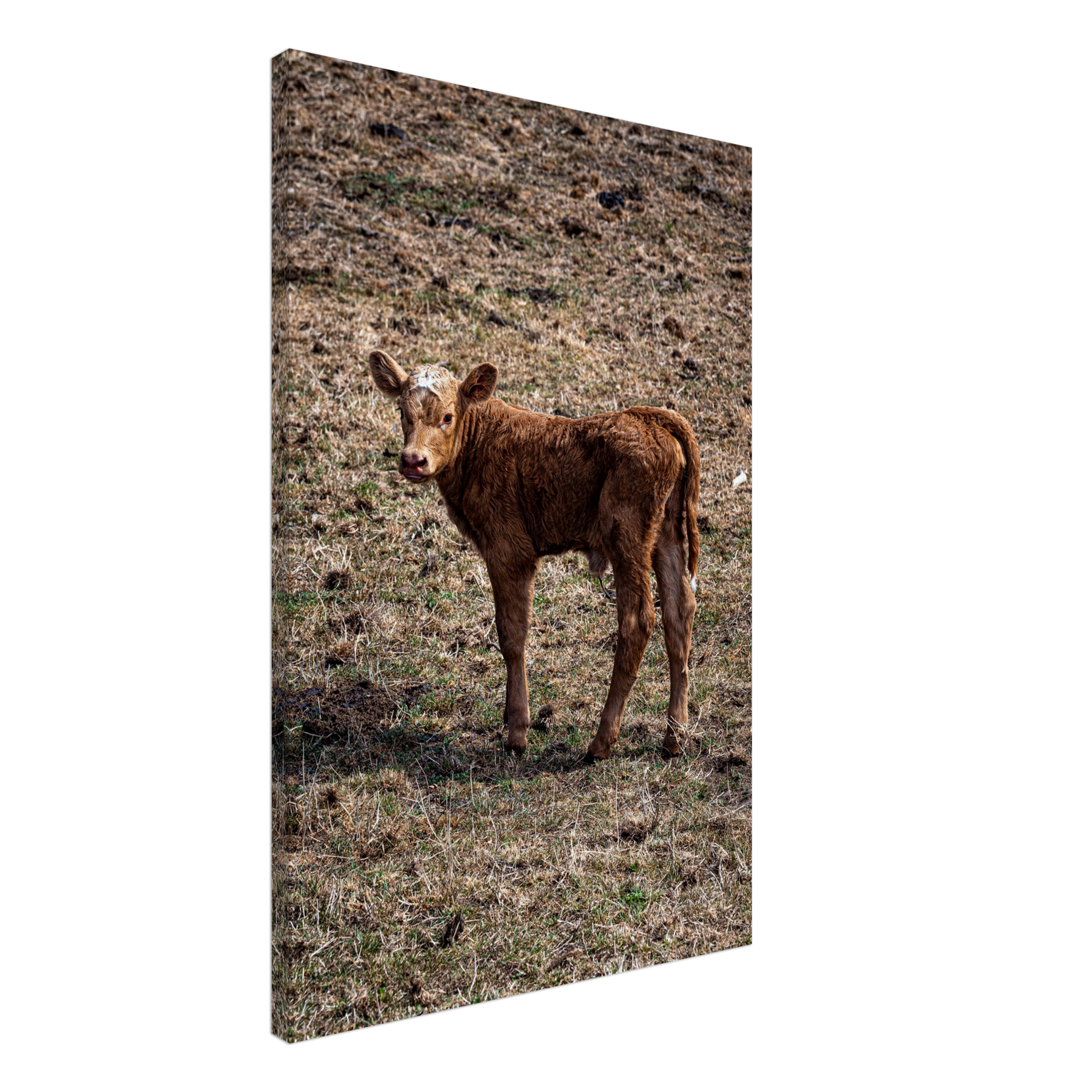 Cute calf Domestic Animal Canvas Wall Art Photography, Nursery Print, Nursery Animal Wall Decor, Kids Room, Prints, Stretched canvas by Istvan Maar Photography mockup 13