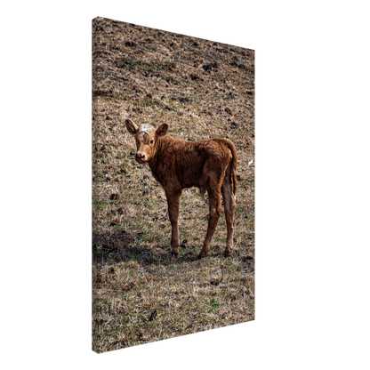 Cute calf Domestic Animal Canvas Wall Art Photography, Nursery Print, Nursery Animal Wall Decor, Kids Room, Prints, Stretched canvas by Istvan Maar Photography mockup 13