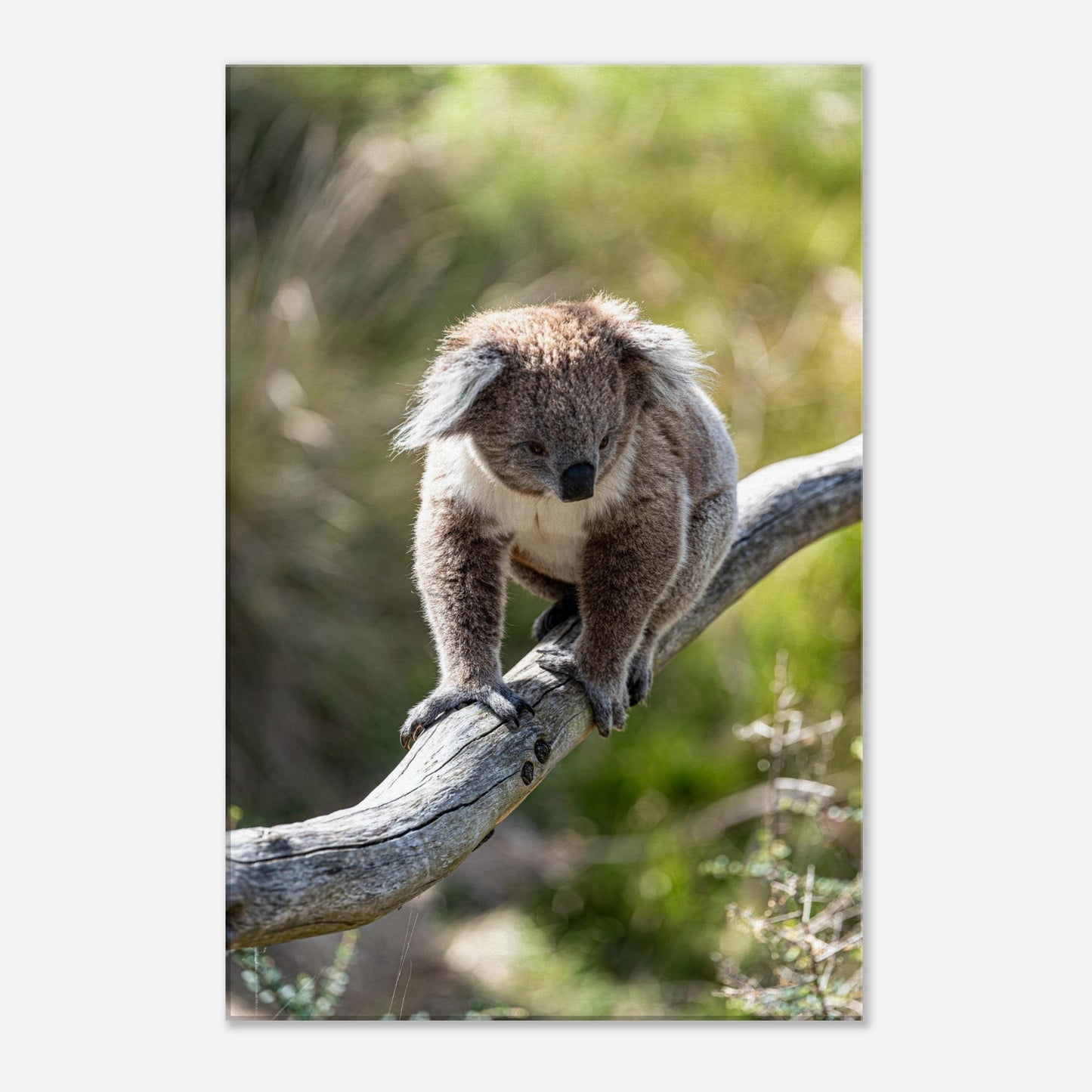 Cute koala in wildlife park by Istvan Maar Photography - closeup