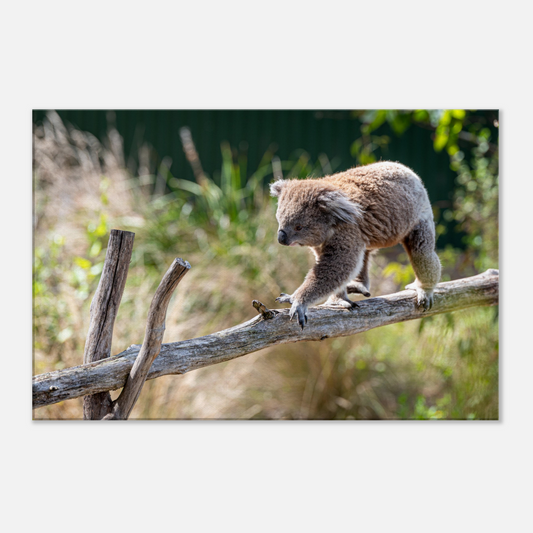 Cute Native Australian Animals Nursery Koala Canvas by Istvan Maar Photography - close-up