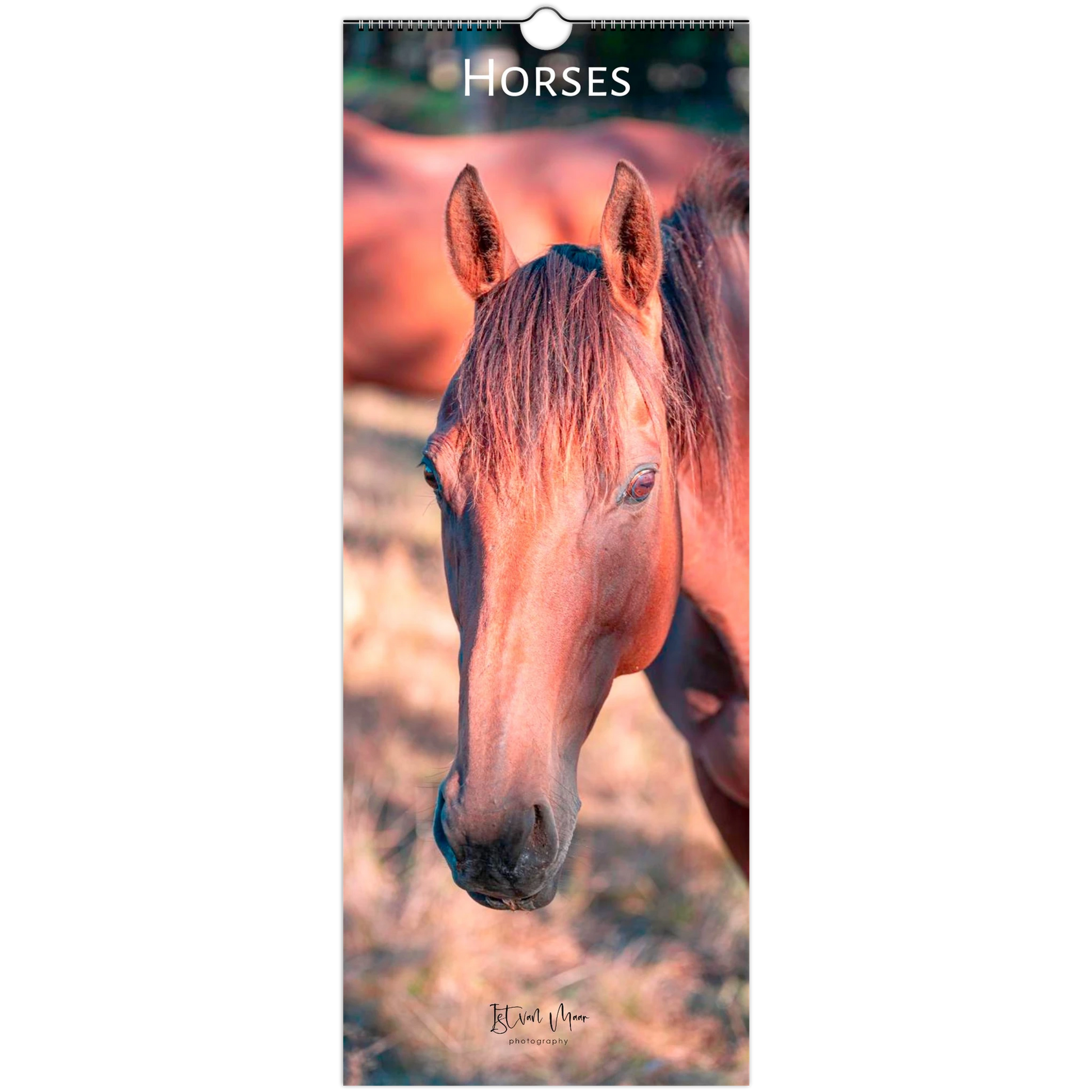 A tall wall calendar page featuring a close-up photograph of a brown horse head, with the title 'HORSES' at the top and a spiral binding hole near the top edge.