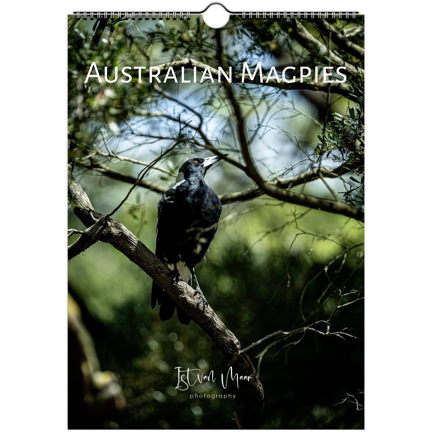 Australian Magpie perched on a branch in dense bush cover