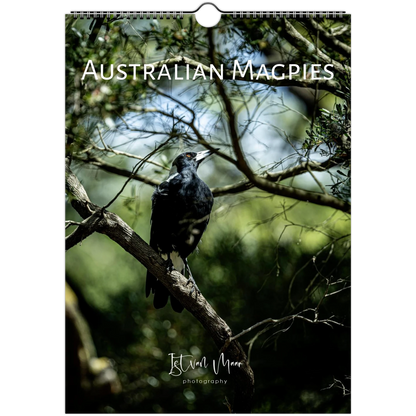 Australian Magpie perched on a branch in dense bush cover
