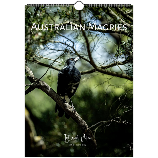Australian Magpie perched on a branch in dense bush cover