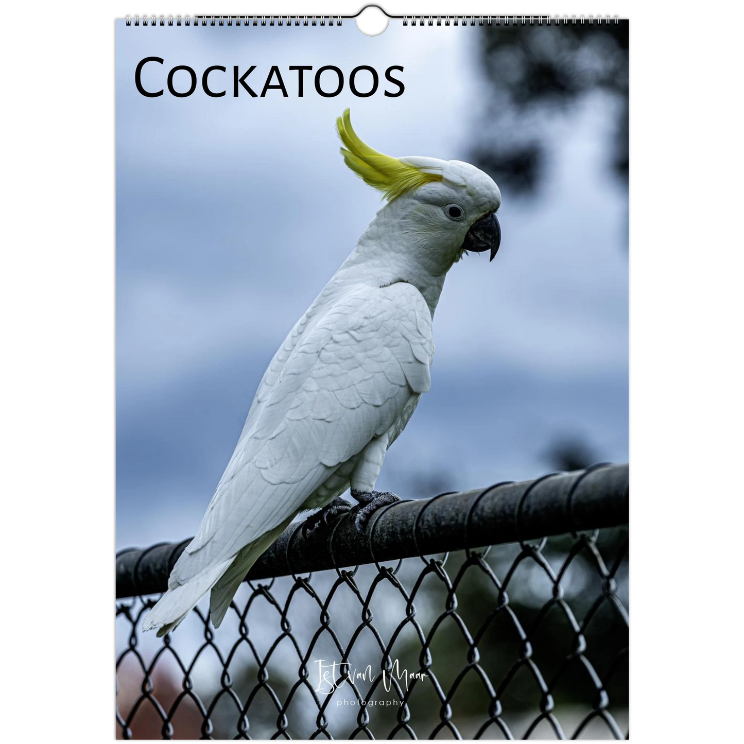 A spiral-bound wall calendar featuring a white cockatoo with a bright yellow crest perched on a black fence, with the word 'COCKATOOS' printed at the top.