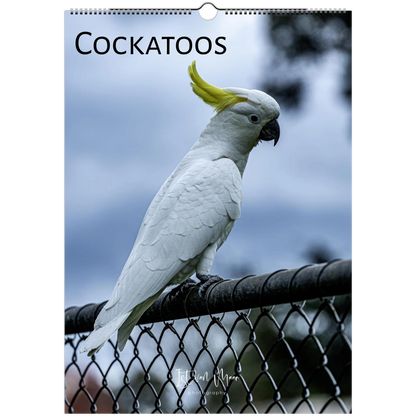 A spiral-bound wall calendar featuring a white cockatoo with a bright yellow crest perched on a black fence, with the word 'COCKATOOS' printed at the top.