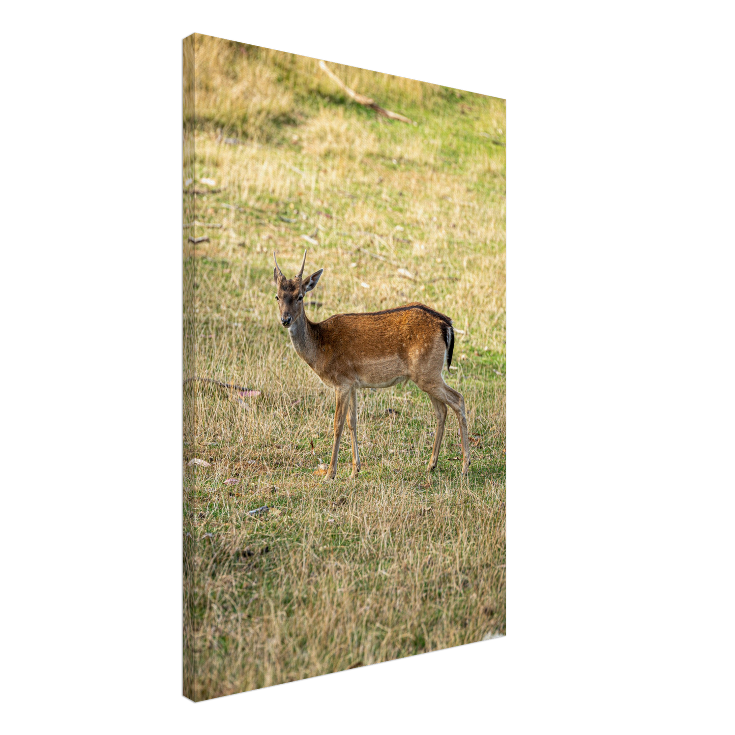 	
Deer Wildlife Animals Art Nursery Photography Wall Decor Kids Room Poster Playroom Artwork Stag Stretched Canvas 170