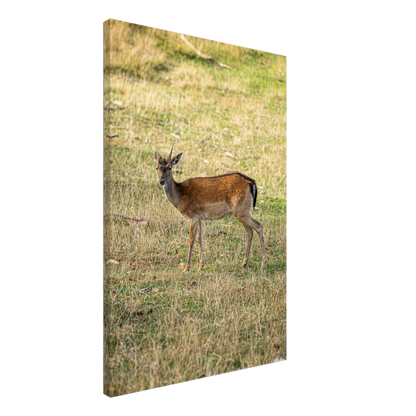 	
Deer Wildlife Animals Art Nursery Photography Wall Decor Kids Room Poster Playroom Artwork Stag Stretched Canvas 170