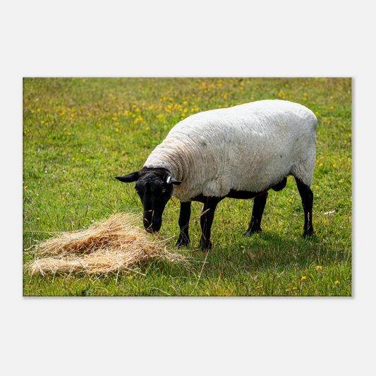 Sheep Domestic Animal Canvas Wall Art Photography, Nursery Print, Nursery Animal Wall Decor, Kids Room, Prints, Stretched canvas by Istvan Maar Photography 01