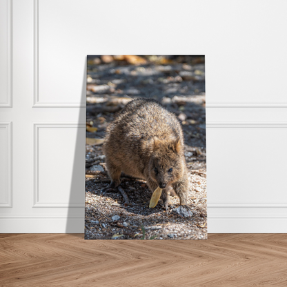 Cute Australian Animal Quokka Canvas by Istvan Maar Photography home décor