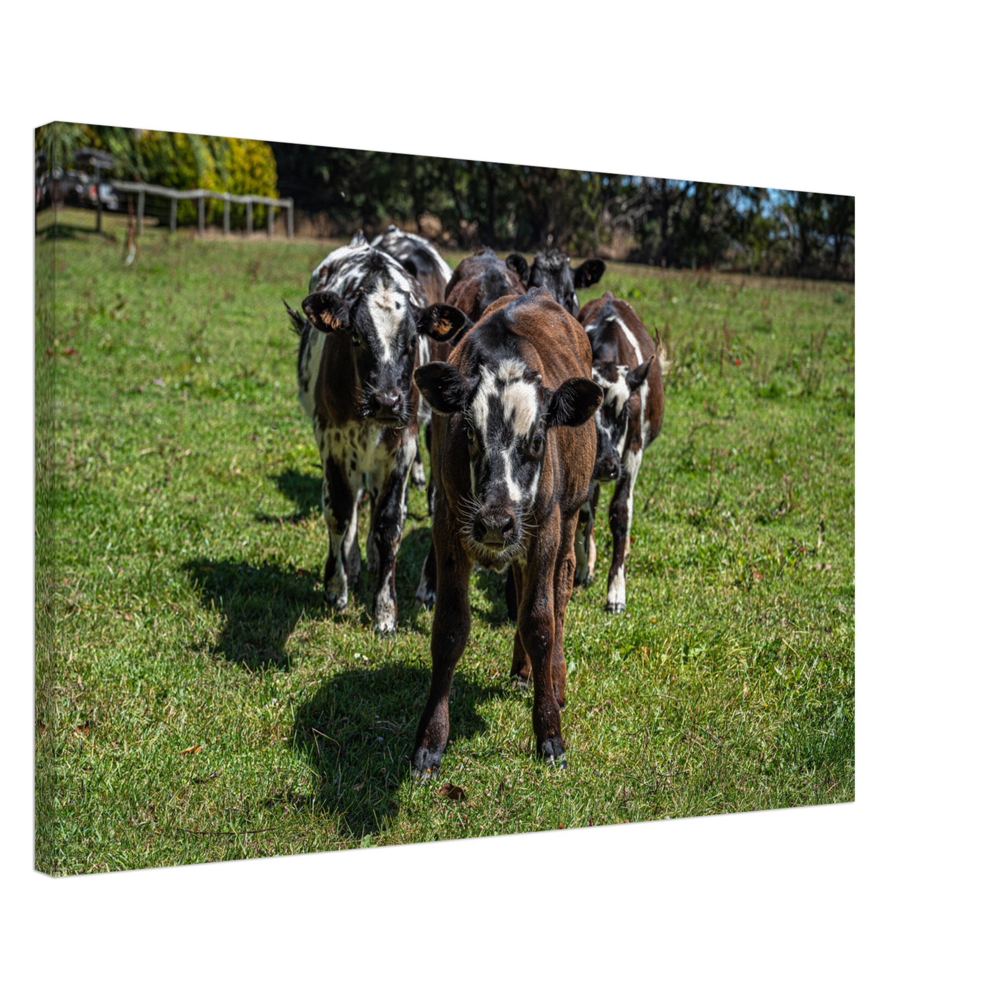 Calves Domestic Animal Canvas Wall Art Photography, Nursery Print, Nursery Animal Wall Decor, Kids Room, Prints, Stretched canvas by Istvan Maar Photography mockup 10