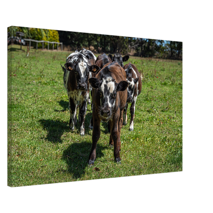 Calves Domestic Animal Canvas Wall Art Photography, Nursery Print, Nursery Animal Wall Decor, Kids Room, Prints, Stretched canvas by Istvan Maar Photography mockup 10