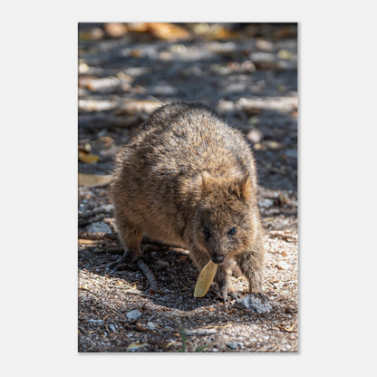 Cute Australian Animal Quokka Canvas by Istvan Maar Photography home décor